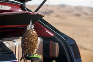 Сокол балобан на охоте от Bentley