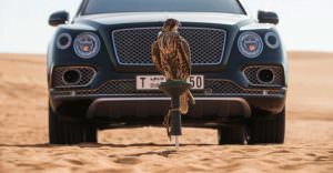 Сокол балобан и Bentley Bentayga