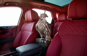 Соколн балобан в салоне Bentley Bentayga Falconry