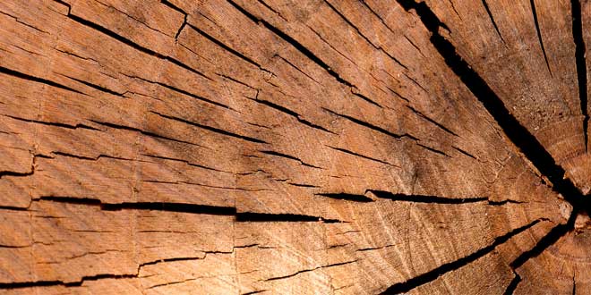 Найдорожча деревина