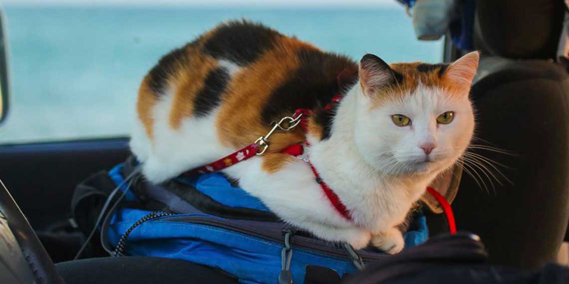 Как подготовить кота к длительной поездке на авто