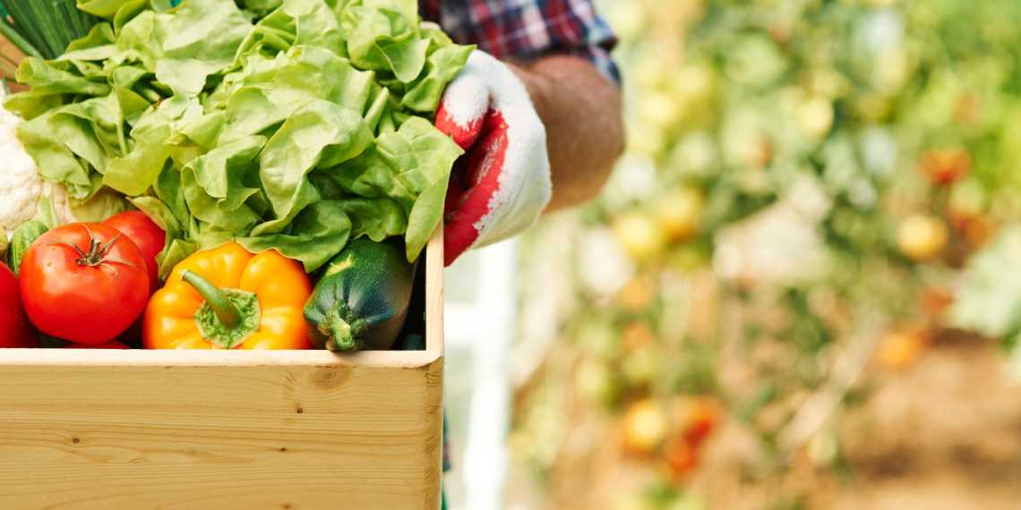 Гумат калію: функциональне добриво для збільшення врожаю та поліпшення ґрунту