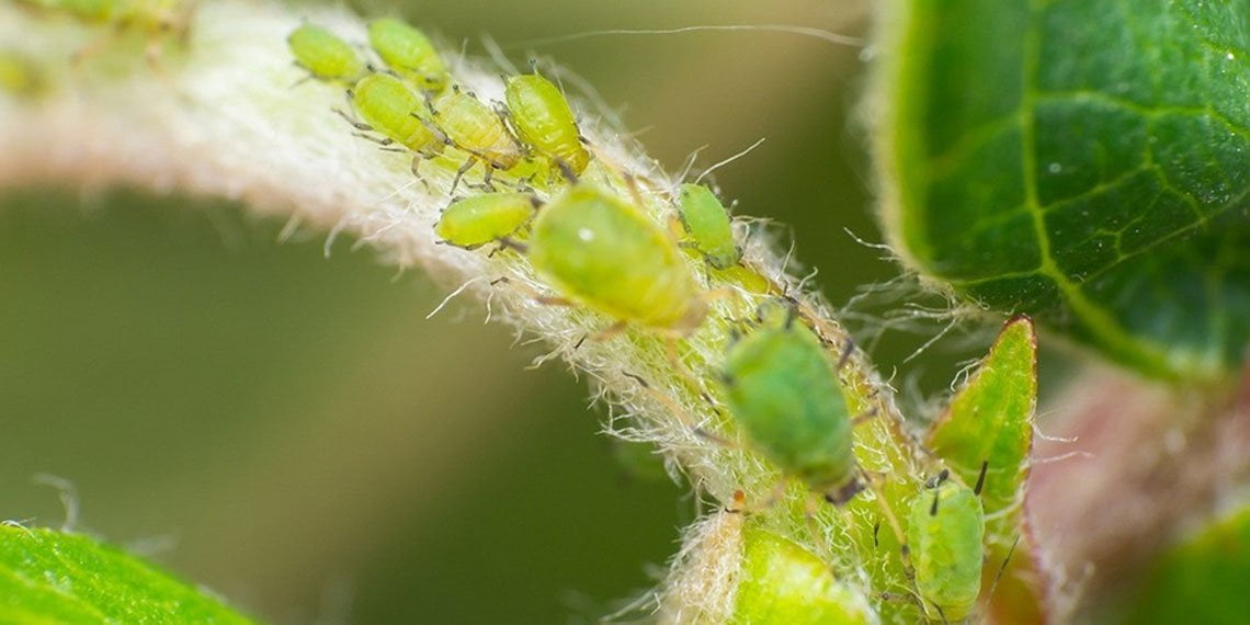 Чем опасна тля и как с ней бороться?