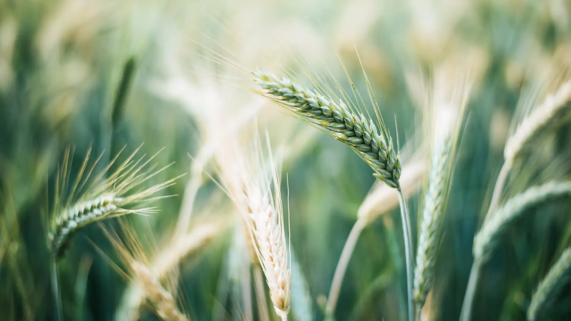 Динамика цен на ячмень: Какие факторы влияют на изменения стоимости?